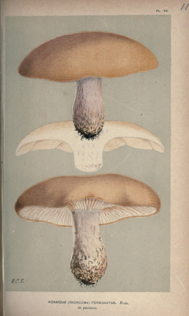 Illustrations of British Fungi (Hymenomycetes), to serve as an atlas to the "Handbook of British Fungi" (Pl. 113) (8163909145), between 1881 and 1891