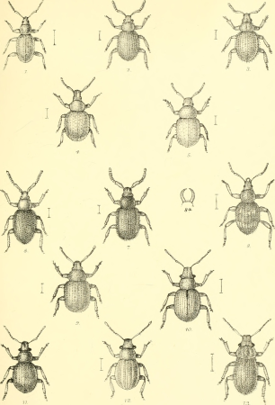 The Coleoptera of the British islands. A descriptive account of the families, genera, and species indigenous to Great Britain and Ireland, with notes as to localities, habitats, etc (1887) (20040290284)