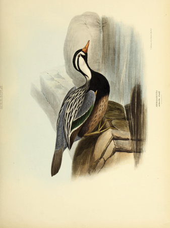 The genera of birds - comprising their generic characters, a notice of the habits of the genus, and an extensive list of species referred to their several genera (1849) (14565857738)