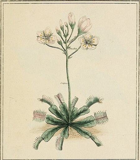 Elements of the science of botany, as established by Linnaeus; with examples to illustrate the classes and orders of his system (1812) (21078108479)
