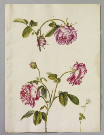 Alexander Marshal (RCIN 924347), Alexander Marshal