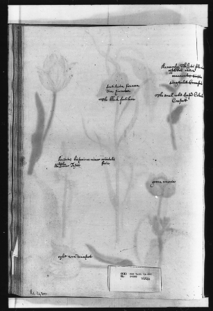 Alexander Marshal (RCIN 924300-2), Alexander Marshal