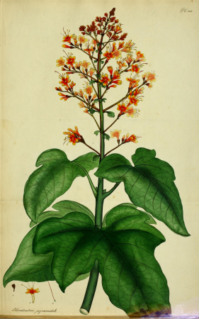 The botanist's repository, for new and rare plants - containing coloured figures of such plants, as have not hitherto appeared in any similar publication; with all their essential characters, (19782317864), 1797