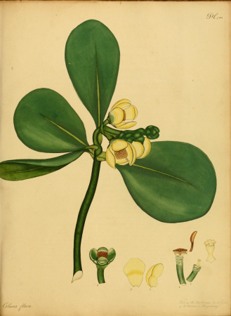 The botanist's repository, for new, and rare plants - containing coloured figures of such plants, as have not hitherto appeared in any similar publication, with all their essential characters, (14783403655), 1797