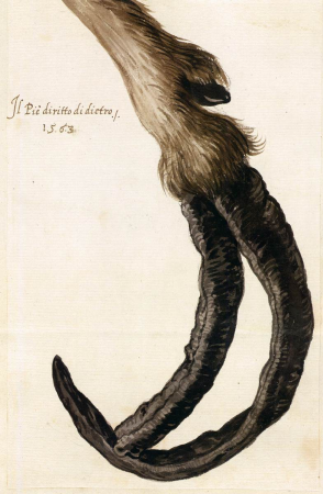 Study of a Goat's Deformed Hoof, Giuseppe Arcimboldo, 1563