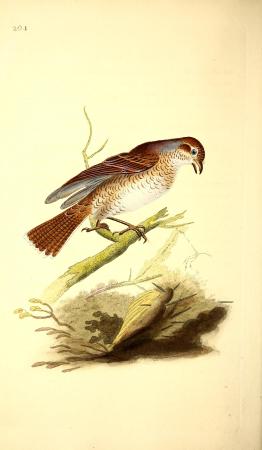 The natural history of British birds, or, A selection of the most rare, beautiful and interesting birds which inhabit this country - the descriptions from the Systema naturae of Linnaeus - with (14563719528), 1818
