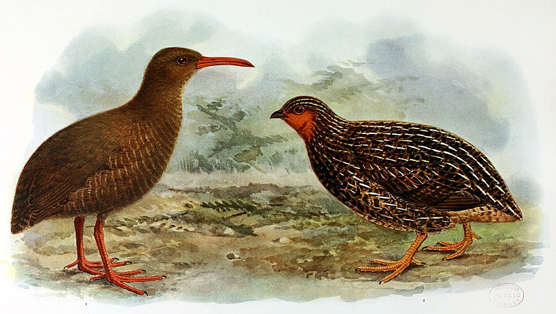 Extinct birds - an attempt to unite in one volume a short account of those birds which have become extinct in historical times - that is, within the last six or seven hundred years - to which are (14770671773), 1907