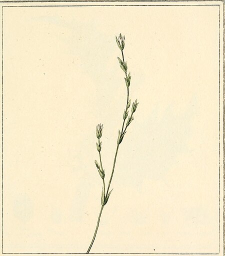 Elements of the science of botany, as established by Linnaeus; with examples to illustrate the classes and orders of his system (1812) (21076905688)