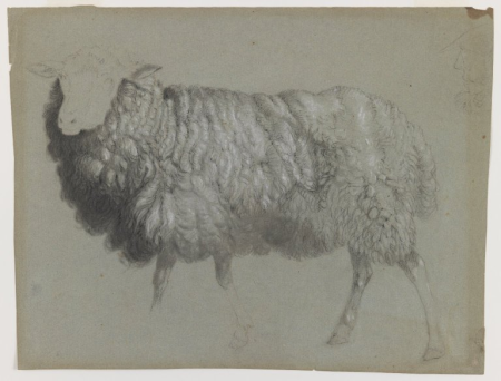Study of a Ewe, Albert Bierstadt, between 1853 and 1857