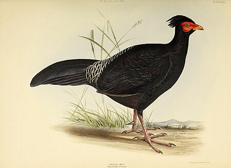 The genera of birds - comprising their generic characters, a notice of the habits of the genus, and an extensive list of species referred to their several genera (1849) (14750089414)