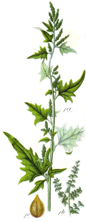 Atriplex sagittata cleaned Sturm, Johann Georg Sturm