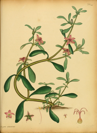 The botanist's repository, for new, and rare plants - containing coloured figures of such plants, as have not hitherto appeared in any similar publication, with all their essential characters, (14596713869), 1797