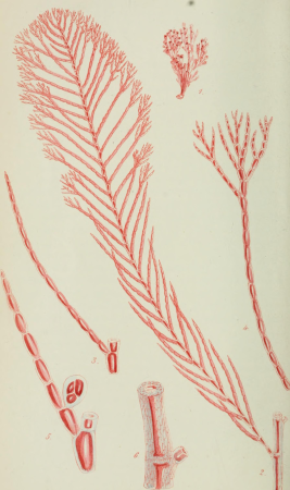 Phycologia Britannica, or, A history of British sea-weeds - containing coloured figures, generic and specific characters, synonymes, and descriptions of all the species of algae inhabiting the shores (14764473865), 1846
