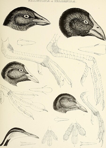 The genera of birds - comprising their generic characters, a notice of the habits of the genus, and an extensive list of species referred to their several genera (1849) (14729495196)