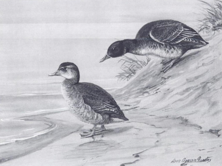 Heteronetta atricapilla by John Charles Phillips (1876-1938), between 1922 and 1926