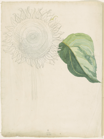 Zonnebloem en blad, RP-T-1949-570(V), between 1874 and 1918