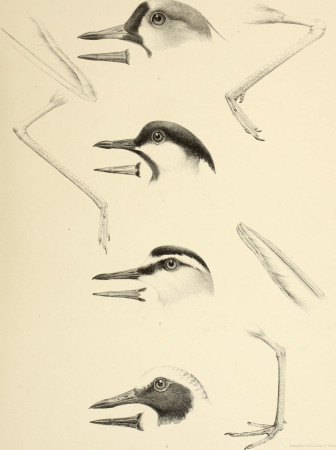 The genera of birds - comprising their generic characters, a notice of the habits of the genus, and an extensive list of species referred to their several genera (1849) (14565813159)
