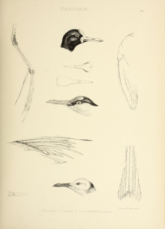 The genera of birds - comprising their generic characters, a notice of the habits of the genus, and an extensive list of species referred to their several genera (1849) (14752176522)