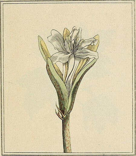 Elements of the science of botany, as established by Linnaeus; with examples to illustrate the classes and orders of his system (1812) (21254525642)