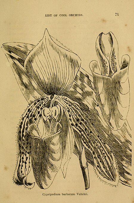 Cool orchids, and how to grow them - with a descriptive list of all the best species in cultivation (and how to grow them -) (20699559791), 1874