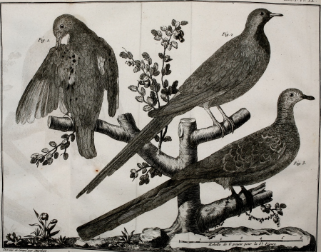 Ornithologie, ou, Méthode contenant la division des oiseaux en ordres, sections, genres, especes and leurs variétés - a laquelle on a joint une description exacte de chaque espece, avec les citations (14564974329), 1760