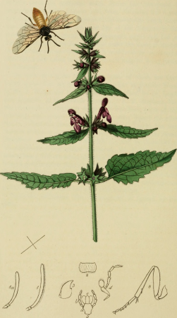 British entomology; being illustrations and descriptions of the genera of insects found in Great Britain and Ireland- containing coloured figures from nature of the most rare and beautiful species, (14781745894), John Curtis, 1823