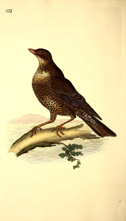 The natural history of British birds, or, A selection of the most rare, beautiful and interesting birds which inhabit this country - the descriptions from the Systema naturae of Linnaeus - with (14565124650), 1819