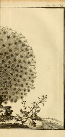 Ornithologie, ou, Méthode contenant la division des oiseaux en ordres, sections, genres, especes and leurs variétés - a laquelle on a joint une description exacte de chaque espece, avec les citations (14751658735), 1760