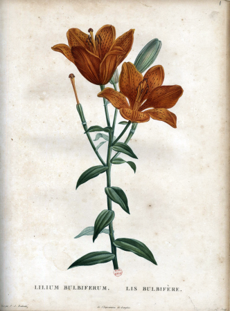 Lis bulbifère, Pierre-Joseph Redouté, 1822