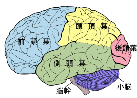 Brain diagram ja