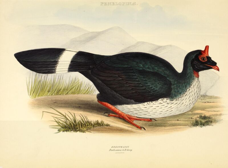 The genera of birds - comprising their generic characters, a notice of the habits of the genus, and an extensive list of species referred to their several genera (1849) (14752106872)