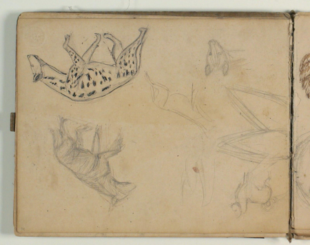 Sketches of animals, i.a. hyenas, Niels Larsen Stevns