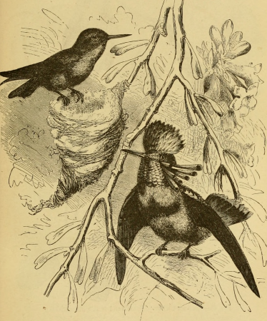 The descent of man, and selection in relation to sex (1871) (20866739315), Robert Kretschmer
