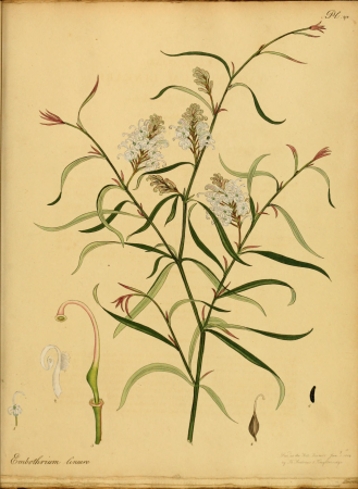 The botanist's repository, for new, and rare plants - containing coloured figures of such plants, as have not hitherto appeared in any similar publication, with all their essential characters, (14596740560), 1797