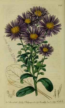 The Botanical register consisting of coloured figures of (1815) (14586740797), 1815