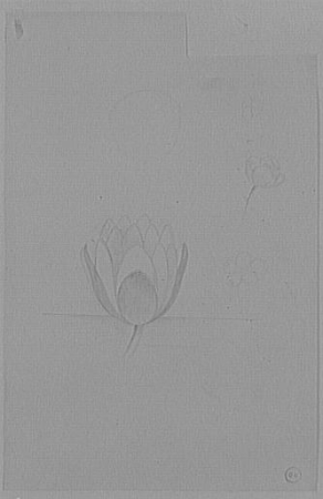 Study of a water lily and water buttercups for The Daughters of Thespius, Gustave Moreau
