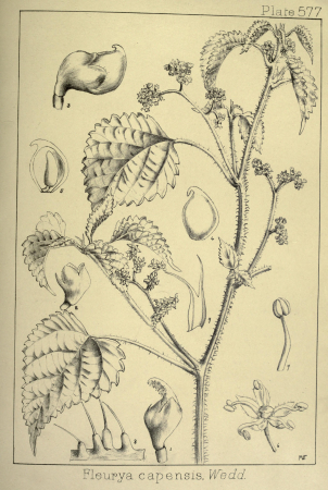 Didymodoxa capensis as Fleurya capensis, between 1909 and 1912