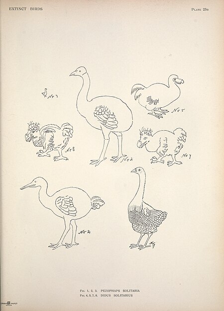 Extinct birds - an attempt to unite in one volume a short account of those birds which have become extinct in historical times - that is, within the last six or seven hundred years - to which are (14772410583), 1907