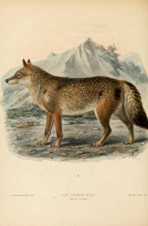 Dogs, jackals, wolves, and foxes- a monograph of the Canidae. With woodcuts, and 45 coloured plates drawn from nature by J.G. Keulemans and hand-coloured (1890) (20979278382)
