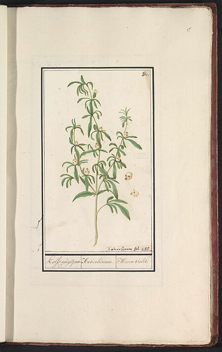 Leeuwenbek met zaadhulzen (Antirrhinum majus L.) Leeuwenbek (Antirrhinum) Kalfsmuijltjens Antirrhinum. Muron violet. (titel op object), RP-T-BR-2017-1-11-15, Elias Verhulst, between 1596 and 1610