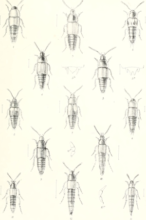 The Coleoptera of the British islands. A descriptive account of the families, genera, and species indigenous to Great Britain and Ireland, with notes as to localities, habitats, etc (1887) (20653456262)