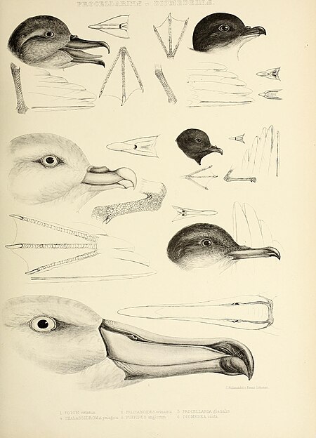 The genera of birds - comprising their generic characters, a notice of the habits of the genus, and an extensive list of species referred to their several genera (1849) (14729525046)