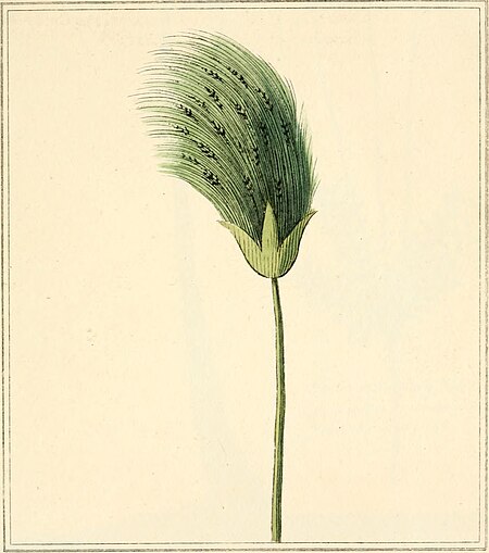 Elements of the science of botany, as established by Linnaeus; with examples to illustrate the classes and orders of his system (1812) (20643650503)