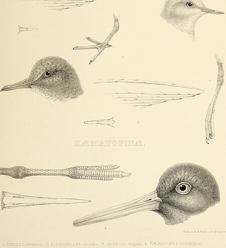 The genera of birds - comprising their generic characters, a notice of the habits of the genus, and an extensive list of species referred to their several genera (1849) (14566021667)