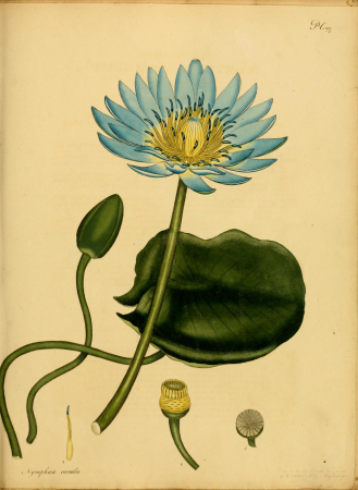 The botanist's repository, for new, and rare plants - containing coloured figures of such plants, as have not hitherto appeared in any similar publication, with all their essential characters, (14781019794), 1797