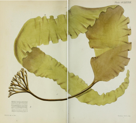 Phycologia Britannica, or, A history of British sea-weeds - containing coloured figures, generic and specific characters, synonymes, and descriptions of all the species of algae inhabiting the shores (14577804519), 1846