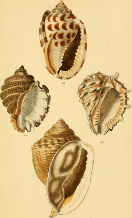 Elements of conchology - an introduction to the natural history of shells and of the animals which form them (1860) (21059835910), 1860