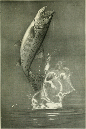Fisherman's lures and game-fish food - with colored pictures from life of various creatures fish eat and new improved artificial imitation floating nature lures and chart-plans to show the haunts (14742922976), 1920