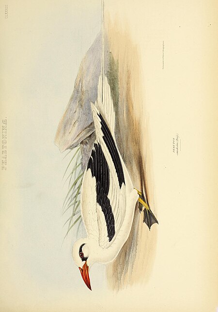 The genera of birds - comprising their generic characters, a notice of the habits of the genus, and an extensive list of species referred to their several genera (1849) (14752218752)