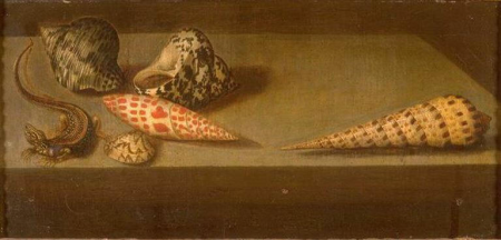 Lizard and Shells, Balthasar van der Ast, before 1657